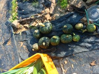 유외선님의 가을 농장 자랑해주세요🧑‍🌾 · 참여글 작성글 사진