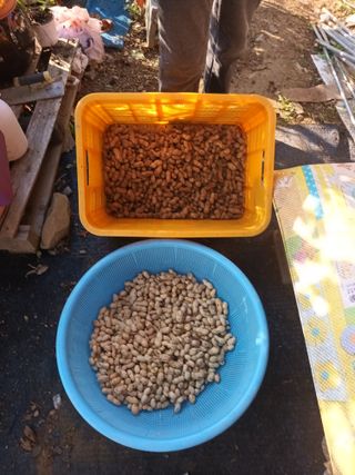 유외선님의 가을 농장 자랑해주세요🧑‍🌾 · 참여글 작성글 사진