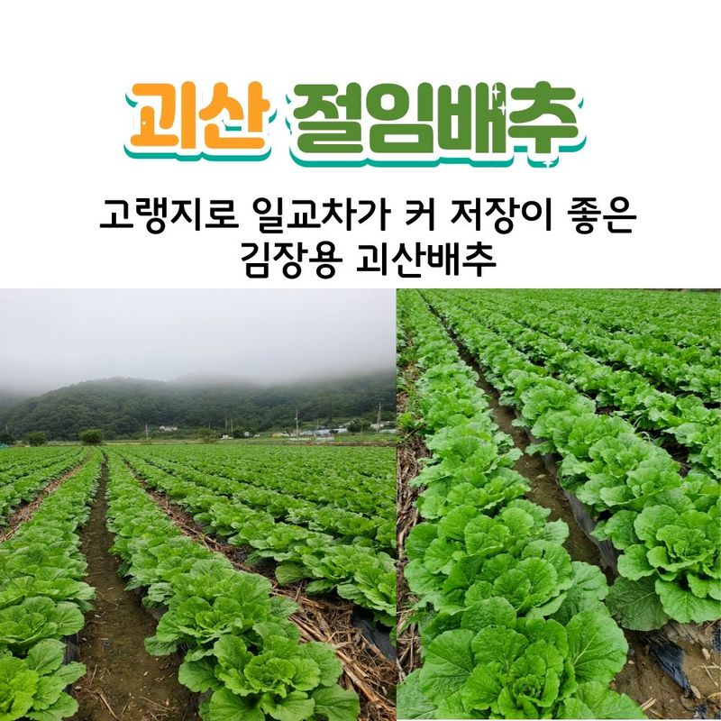 장터 상품 [괴산 절임배추20kg 7~9 또는 10~12포기] 썸네일