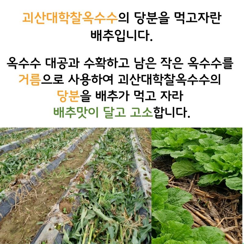 안나영님의 장터 판매 상품 [괴산 절임배추20kg 7~9 또는 10~12포기] 첨부 사진