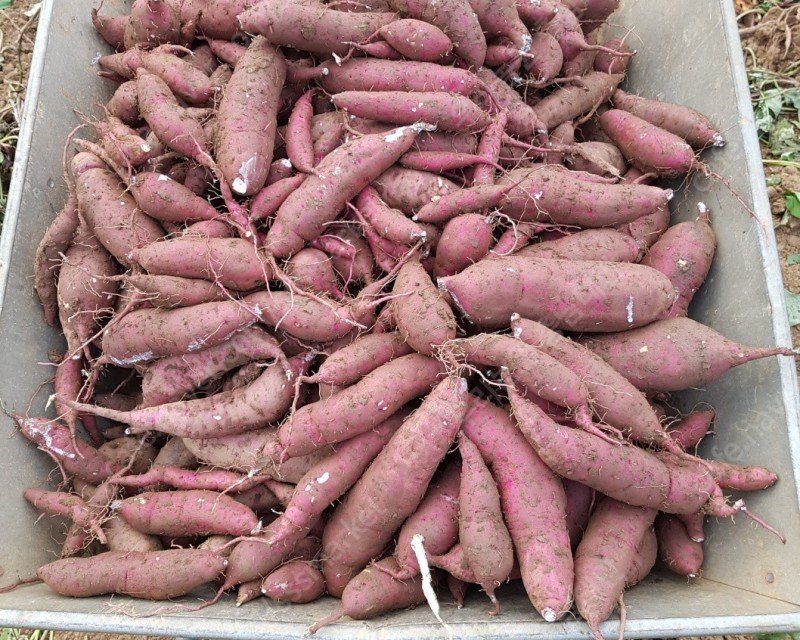 김형수님의 장터 판매 상품 [꿀고구마10k] 첨부 사진