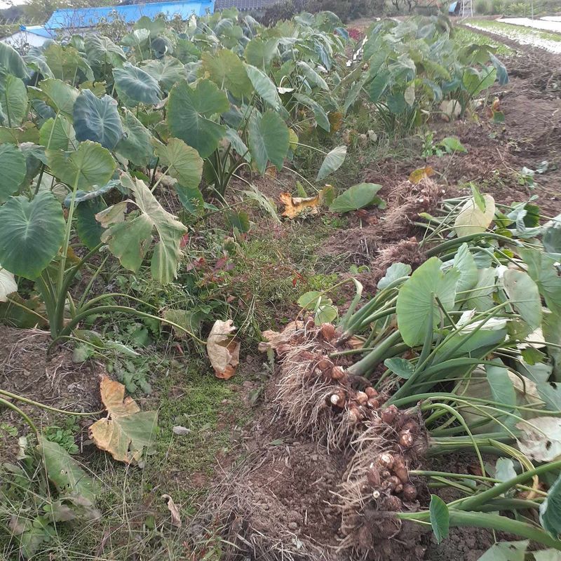 공심채님의 장터 판매 상품 [카사바 토란 쪽파 ] 첨부 사진