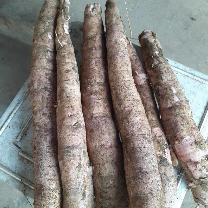 공심채님의 장터 판매 상품 [카사바 토란 쪽파 ] 첨부 사진