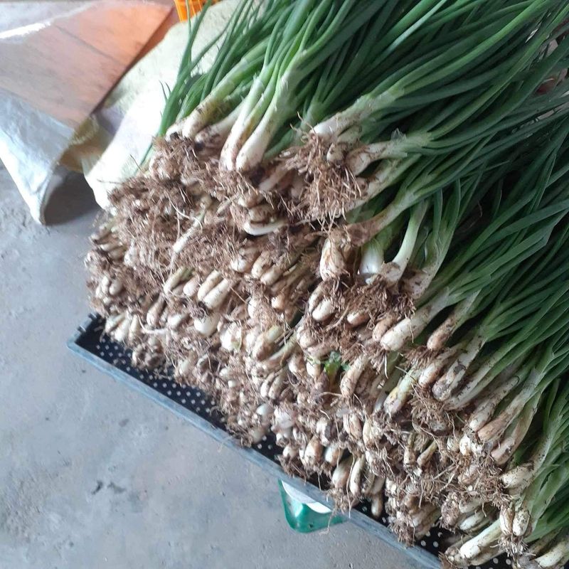 공심채님의 장터 판매 상품 [카사바 토란 쪽파 ] 첨부 사진