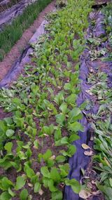 팜모닝 기타작물·자유게시판 게시글 이미지