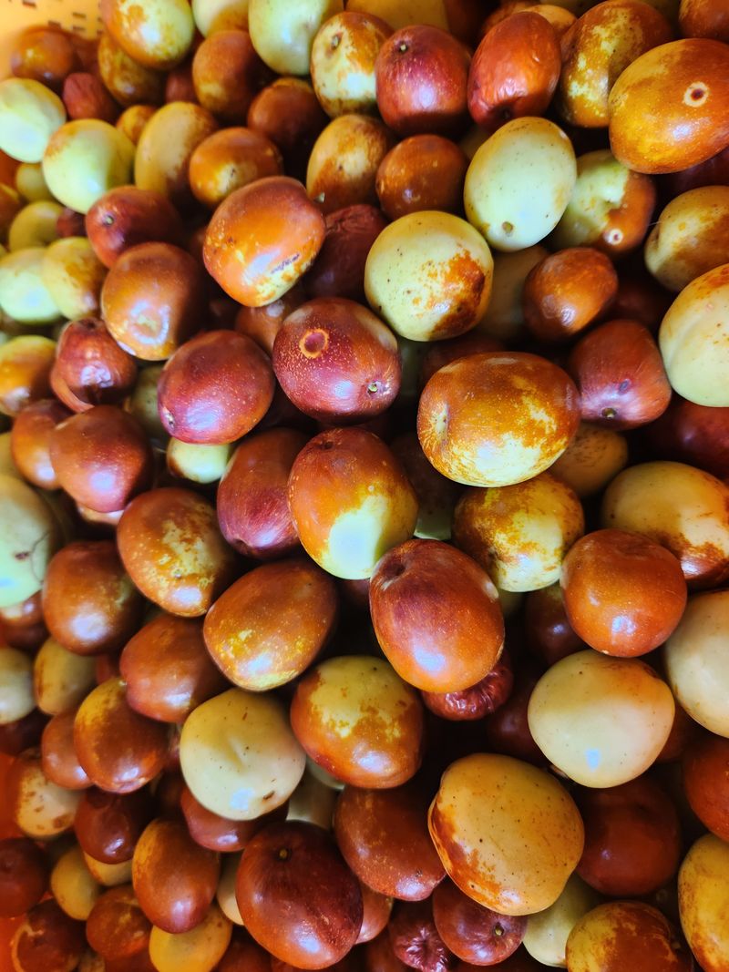 장터 상품 [햇사과대추 중대과2키로] 썸네일