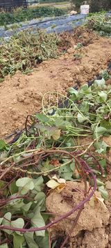 팜모닝 고구마·영농일지 게시글 이미지