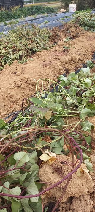 해와 달님의 고구마 · 영농일지 작성글 사진