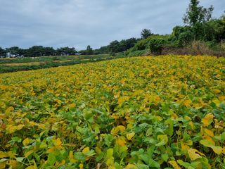 강순덕님의 가을 농장 자랑해주세요🧑‍🌾 · 참여글 작성글 사진