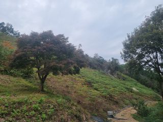 팜모닝회원 정정섭 님의 두릅 · 영농일지 작성글 사진