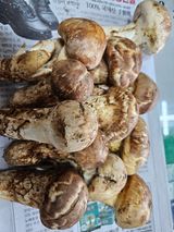 팜모닝 가을 농장 자랑해주세요🧑‍🌾·참여글 게시글 이미지