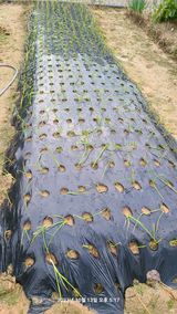 팜모닝 사과·영농일지 게시글 이미지