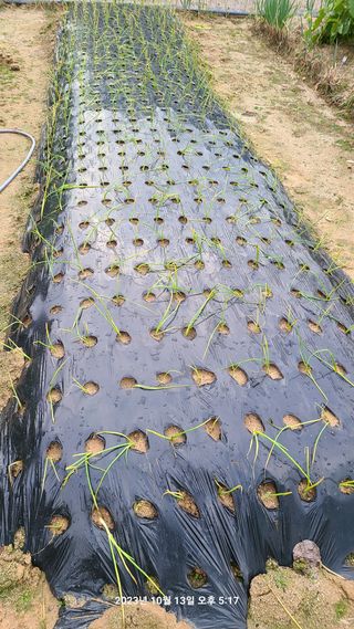 도솔님의 사과 · 영농일지 작성글 사진