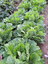 팜모닝 가을 농장 자랑해주세요🧑‍🌾·참여글 게시글 이미지