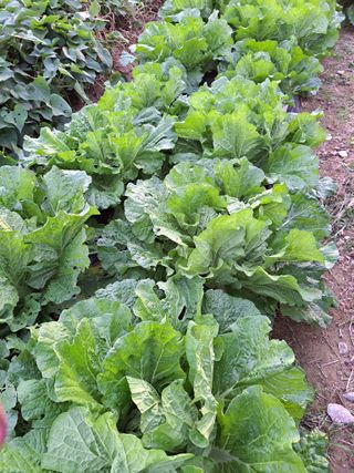 콩18930님의 가을 농장 자랑해주세요🧑‍🌾 · 참여글 작성글 사진