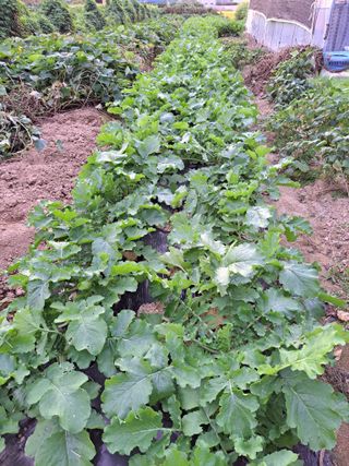 콩18930님의 가을 농장 자랑해주세요🧑‍🌾 · 참여글 작성글 사진