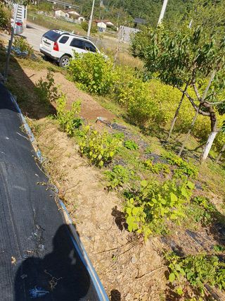 동강님의 기타작물 · 영농일지 작성글 사진