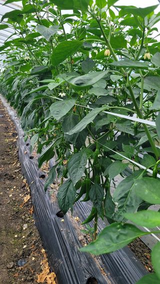 강화댁님의 포도 · 자유게시판 작성글 사진