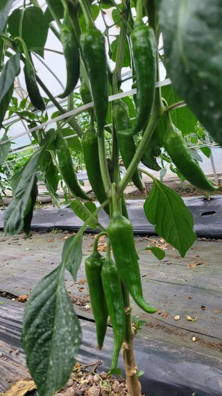 강화댁님의 포도 · 자유게시판 작성글 사진