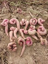 팜모닝 자유주제·자유게시판 게시글 이미지