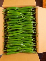 팜모닝 고추·수확 게시글 이미지