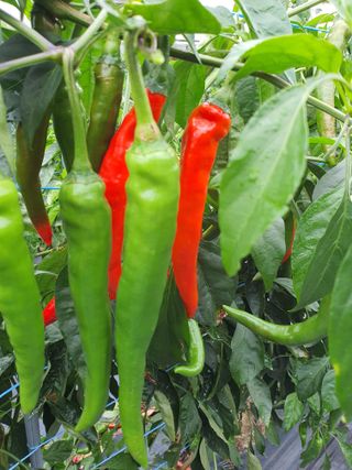 안비님의 고추 · 수확 작성글 사진