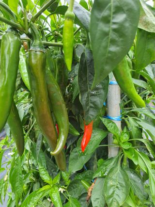 안비님의 고추 · 수확 작성글 사진