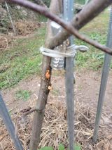 팜모닝 사과·병해충상담 게시글 이미지