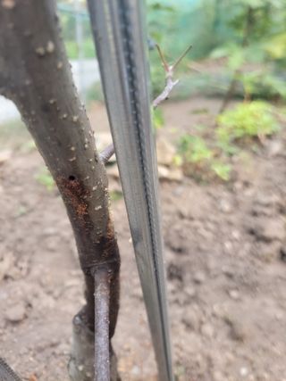 이세순님의 사과 · 병해충상담 작성글 사진