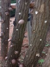 팜모닝 기타작물·자유게시판 게시글 이미지