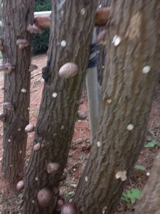 최유순님의 가을 농장 자랑해주세요🧑‍🌾 · 참여글 작성글 사진