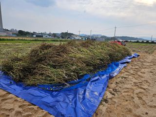홍미옥님의 가을 농장 자랑해주세요🧑‍🌾 · 참여글 작성글 사진