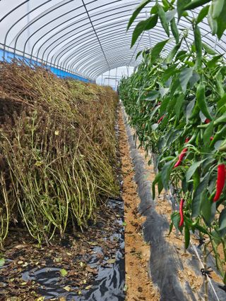 홍미옥님의 가을 농장 자랑해주세요🧑‍🌾 · 참여글 작성글 사진