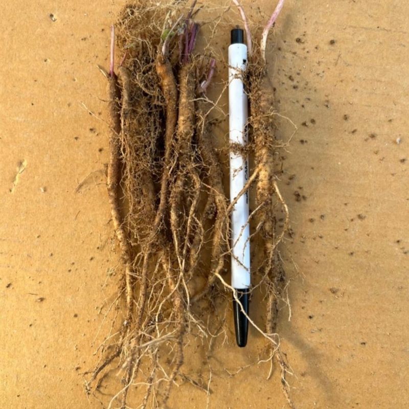 이기자원예종묘님의 장터 판매 상품 [잔대 종근 10개] 첨부 사진