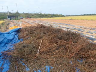 민들레 수연님의 벼 · 영농일지 작성글 사진