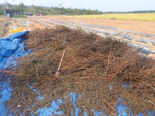 민들레 수연님의 벼 · 영농일지 작성글 사진