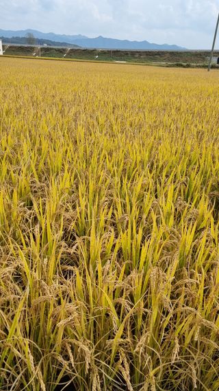 김동회증평영농조합님의 가을 농장 자랑해주세요🧑‍🌾 · 참여글 작성글 사진