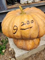 팜모닝 가을 농장 자랑해주세요🧑‍🌾·참여글 게시글 이미지