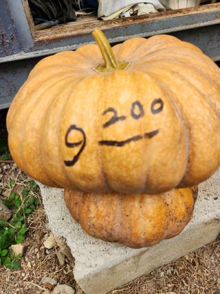 파란농원님의 가을 농장 자랑해주세요🧑‍🌾 · 참여글 작성글 사진