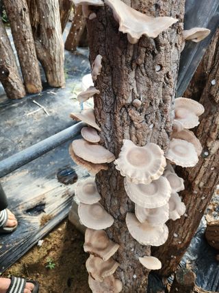 파란농원님의 가을 농장 자랑해주세요🧑‍🌾 · 참여글 작성글 사진