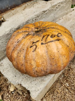 파란농원님의 가을 농장 자랑해주세요🧑‍🌾 · 참여글 작성글 사진