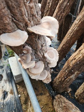 파란농원님의 가을 농장 자랑해주세요🧑‍🌾 · 참여글 작성글 사진