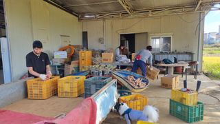 정운필님의 고구마 · 영농일지 작성글 사진