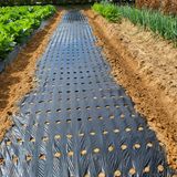 팜모닝 양파·영농일지 게시글 이미지