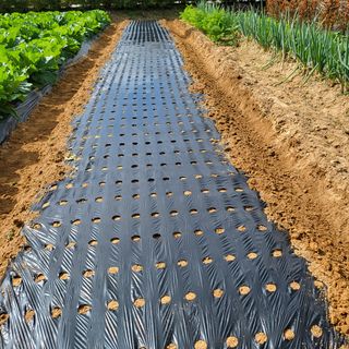 오케바리(옥경종)님의 양파 · 영농일지 작성글 사진