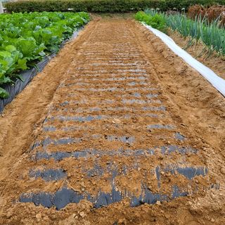 오케바리(옥경종)님의 양파 · 영농일지 작성글 사진