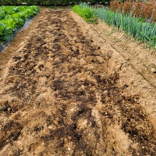 오케바리(옥경종)님의 양파 · 영농일지 작성글 사진
