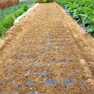 오케바리(옥경종)님의 양파 · 영농일지 작성글 사진