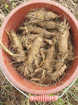 가인 5362님의 가을 농장 자랑해주세요🧑‍🌾 · 참여글 작성글 사진