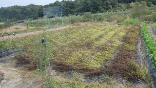 이춘기님의 들깨 · 영농일지 작성글 사진